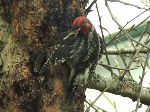 Image of Sapsucker