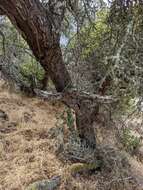 Image of Palmer oak