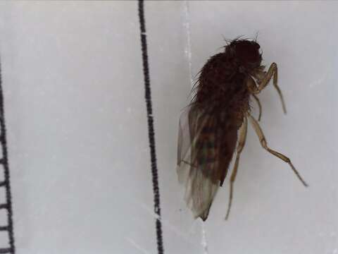 Image of Pomace fly