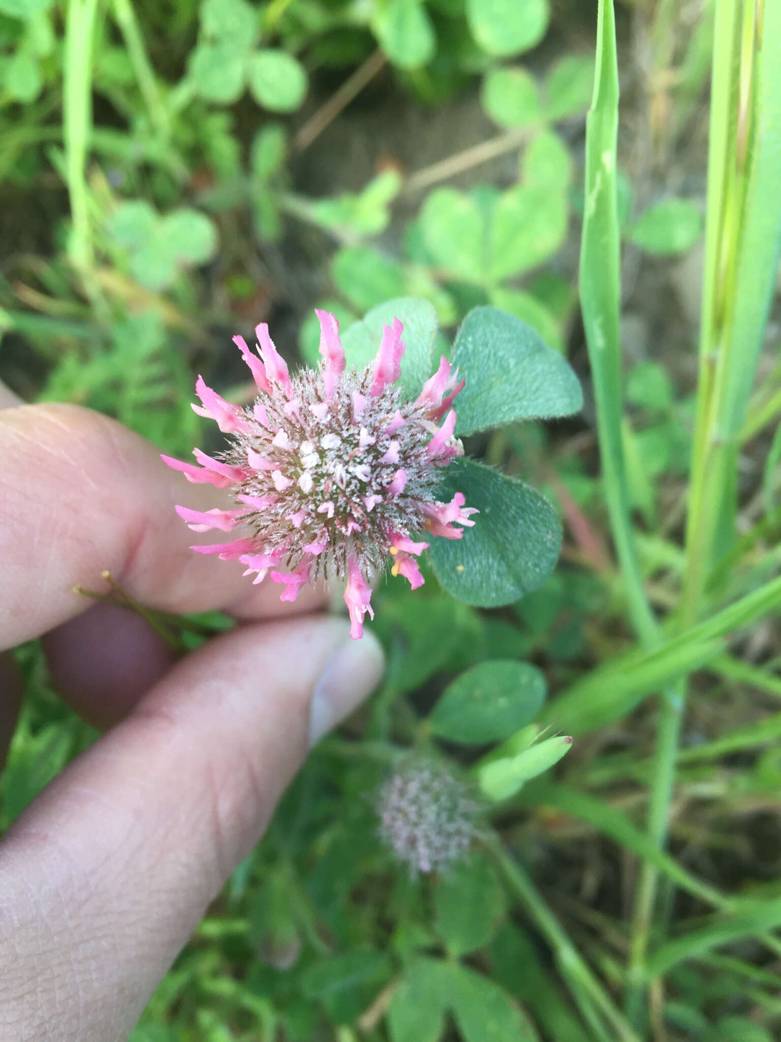 Image of rose clover