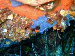 Image of bluish encrusting sponge