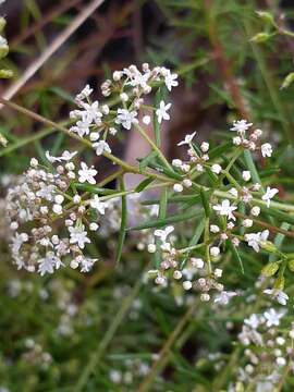 Image of Platysace ericoides (Sieb. ex DC.) C. Norman