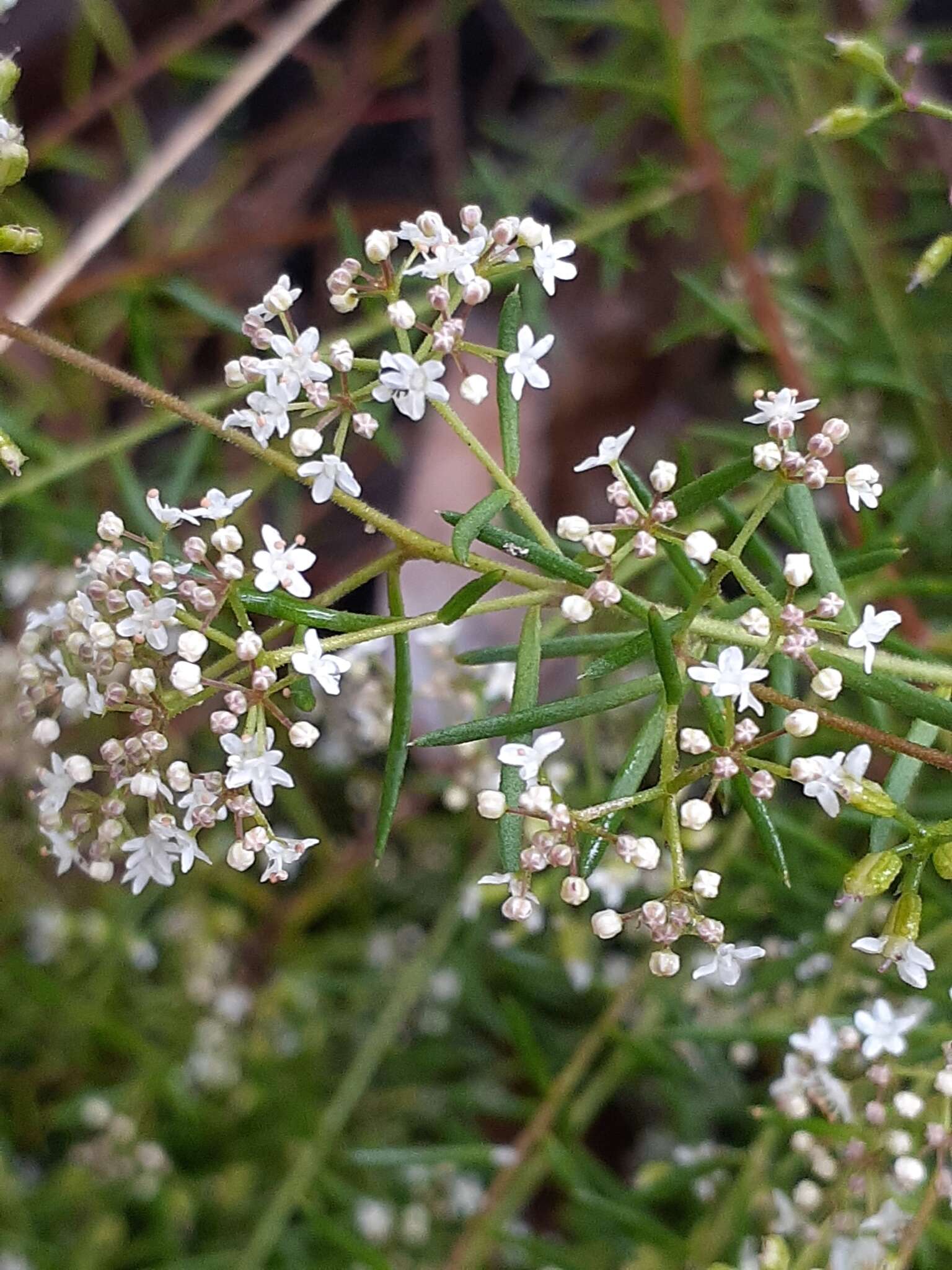 Imagem de Platysace ericoides (Sieb. ex DC.) C. Norman