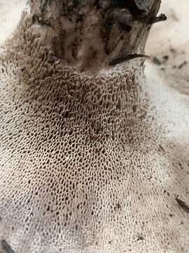 Image de Polypore gris