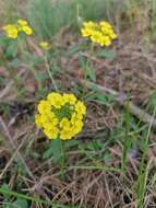 Image de Alyssum montanum subsp. gmelinii (Jord. & Fourr.) Hegi & E. Schmid