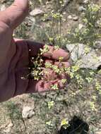 Image of Havard's buckwheat