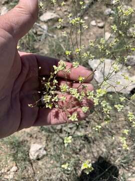 Image of Havard's buckwheat