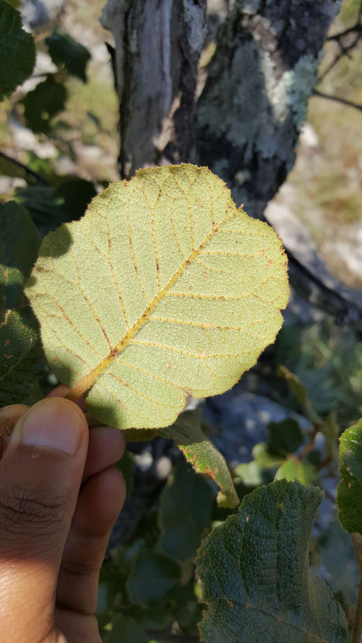 Слика од Perrierodendron quartzitorum J.-F. Leroy, Lowry, Haev., Labat & G. E. Schatz