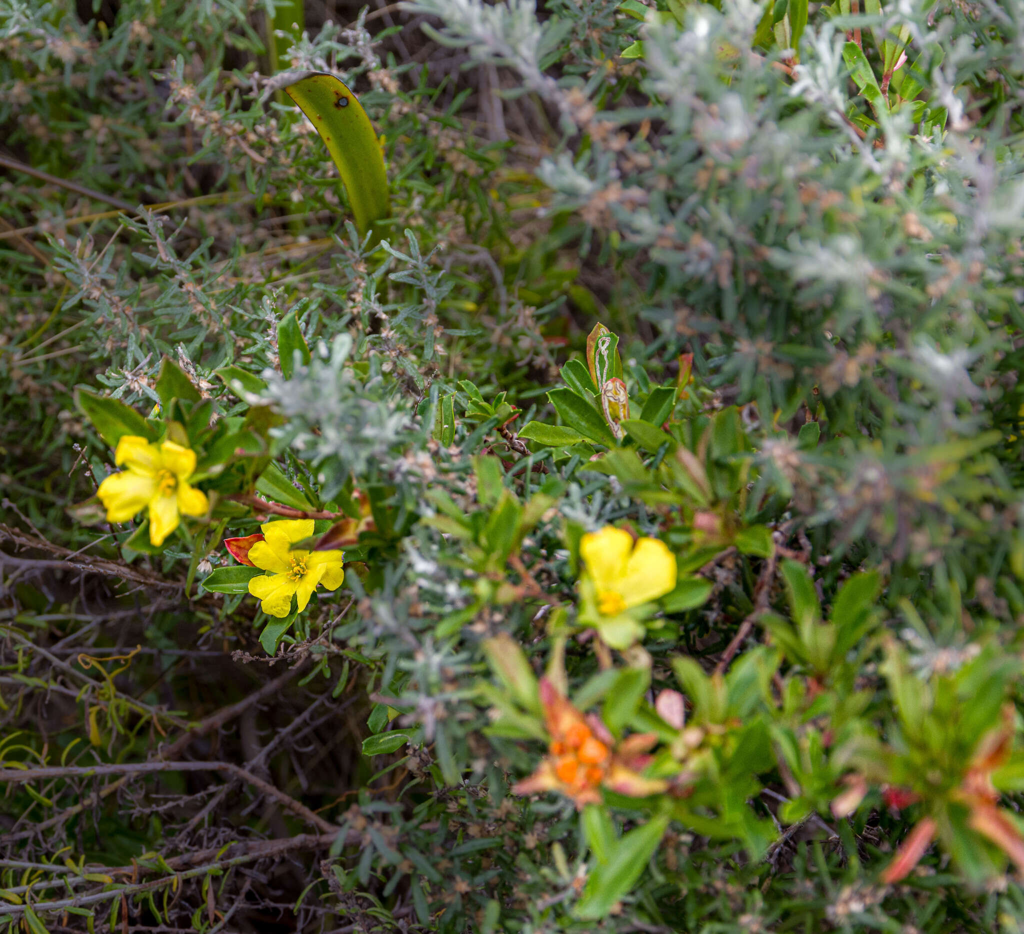 Image of Hibbertia cuneiformis (Labill.) Smith