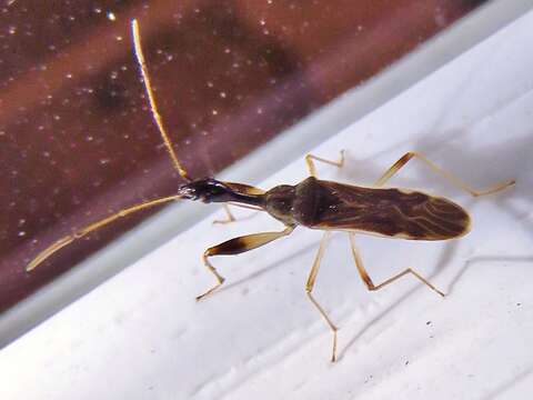 Image of Long-necked Seed Bugs