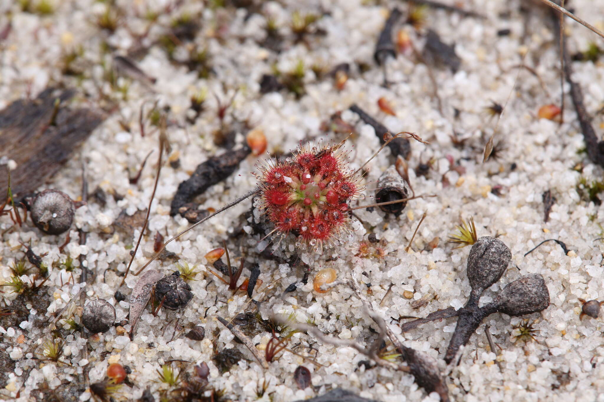 صورة Drosera nitidula Planch.