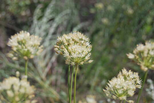 Image of Allium flavescens Besser