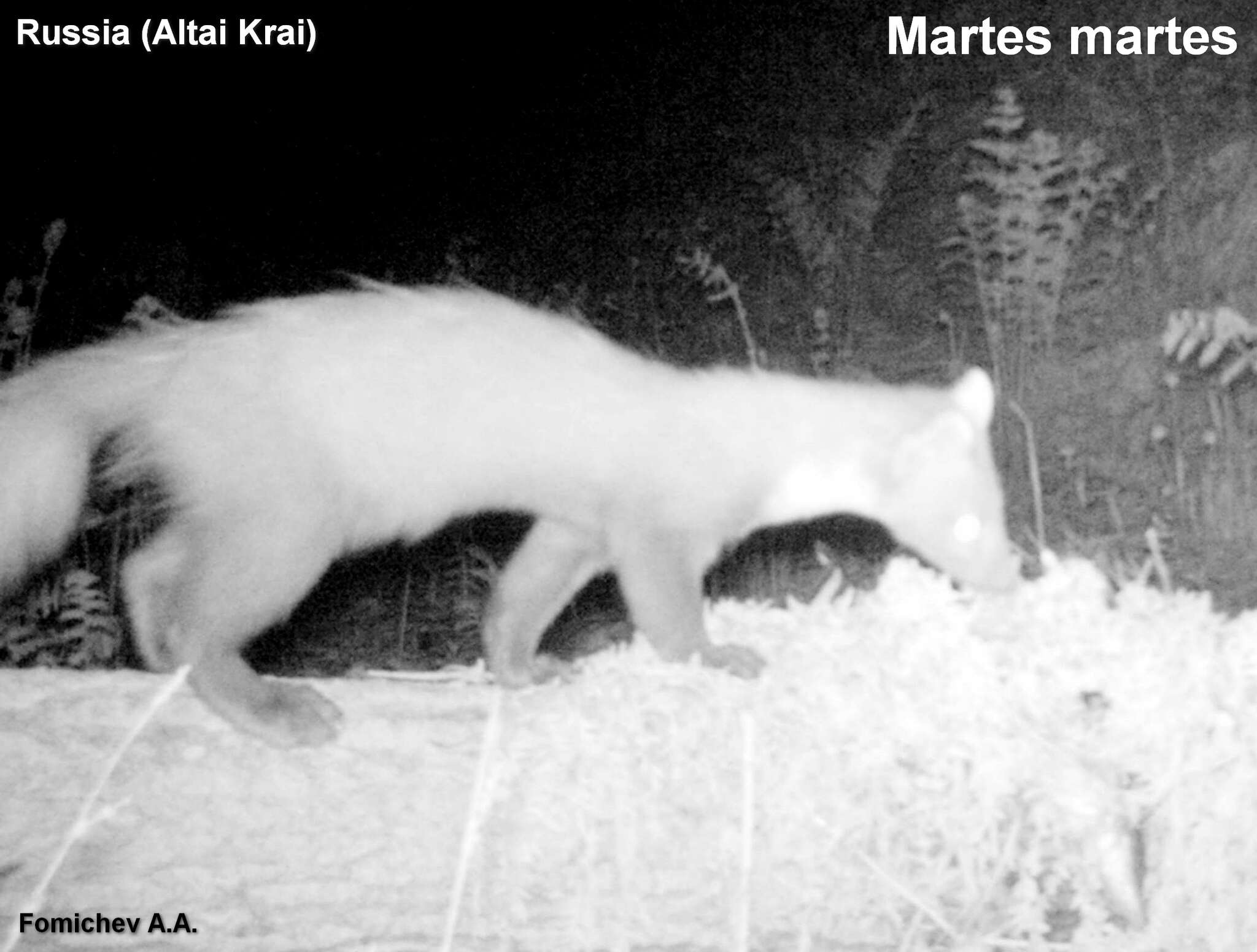 Image of European Pine Marten