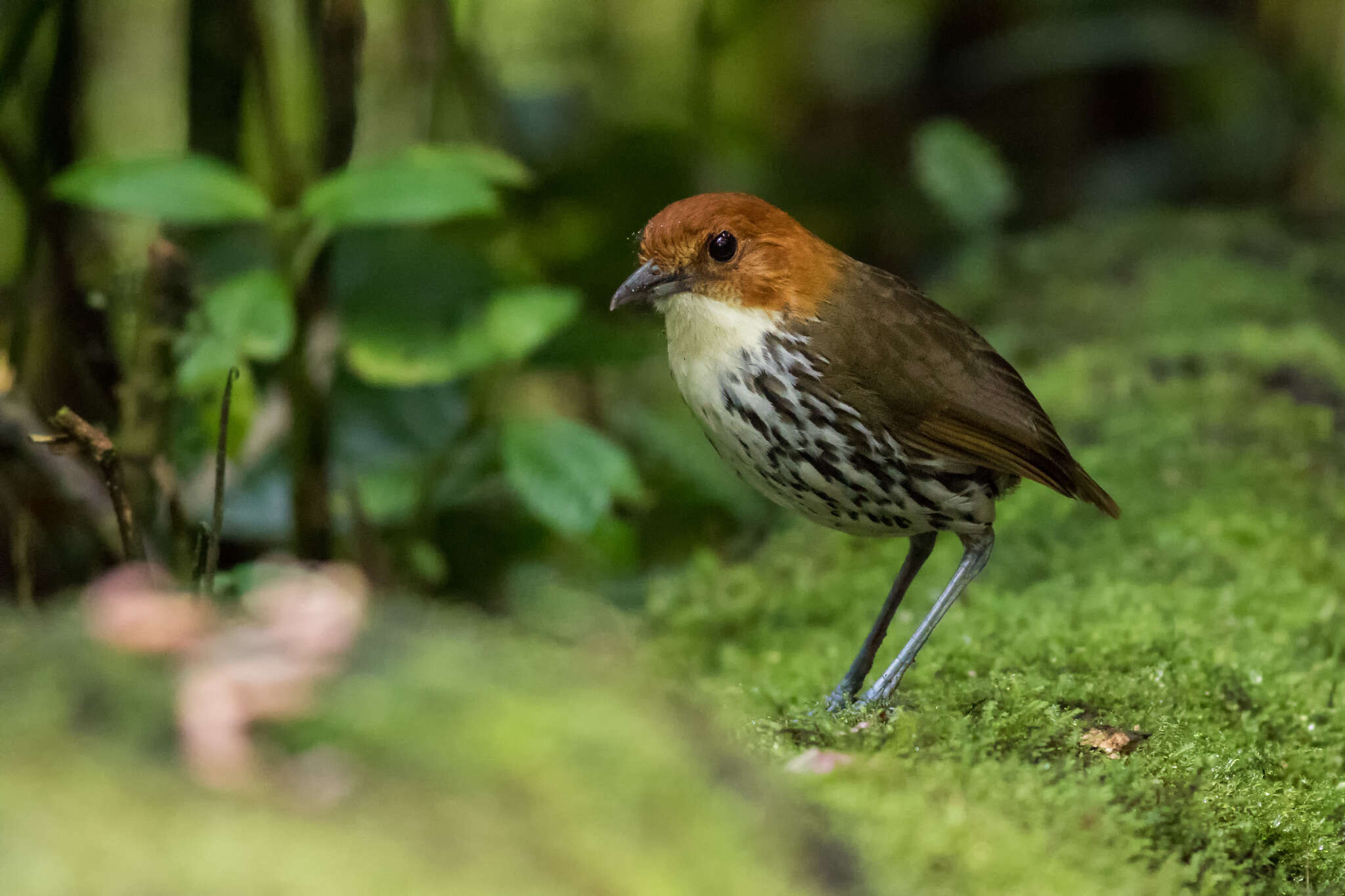 Image of Chestnut-crowned Antpitta