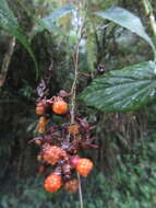 Image of Rubus lambertianus var. glandulosus Cardot