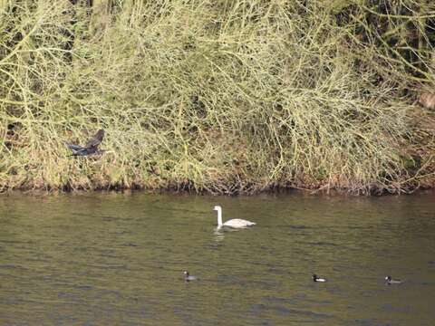 Image of Mute Swan