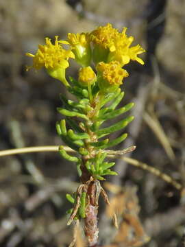 Image of Euryops nodosus B. Nordenst.