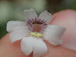 Image of Pinguicula antarctica Vahl