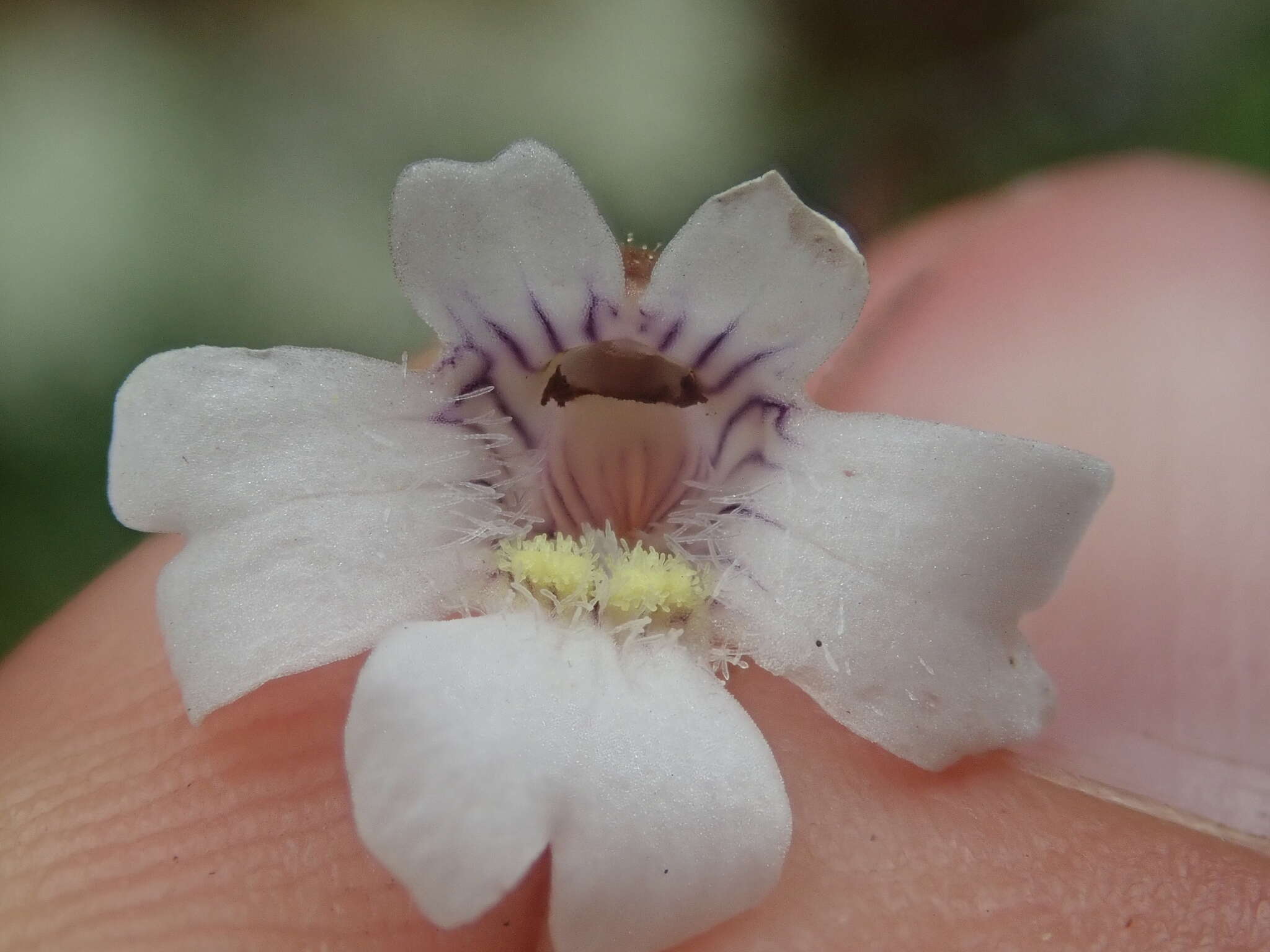 Image of Pinguicula antarctica Vahl