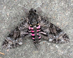 Image of Pink-spotted Hawkmoth