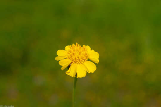 Image de Tridax balbisioides (Kunth) A. Gray