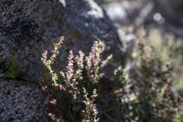 Sivun Galium parishii Hilend & J. T. Howell kuva