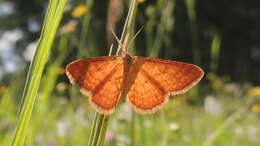 صورة Idaea serpentata Hüfnagel 1767