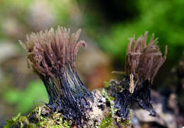 Image of Stemonitis fusca