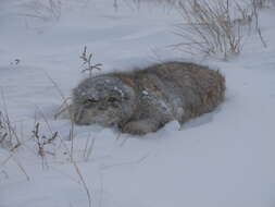 Image of Pallas’s cat