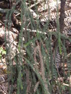 Image of Dacrydium