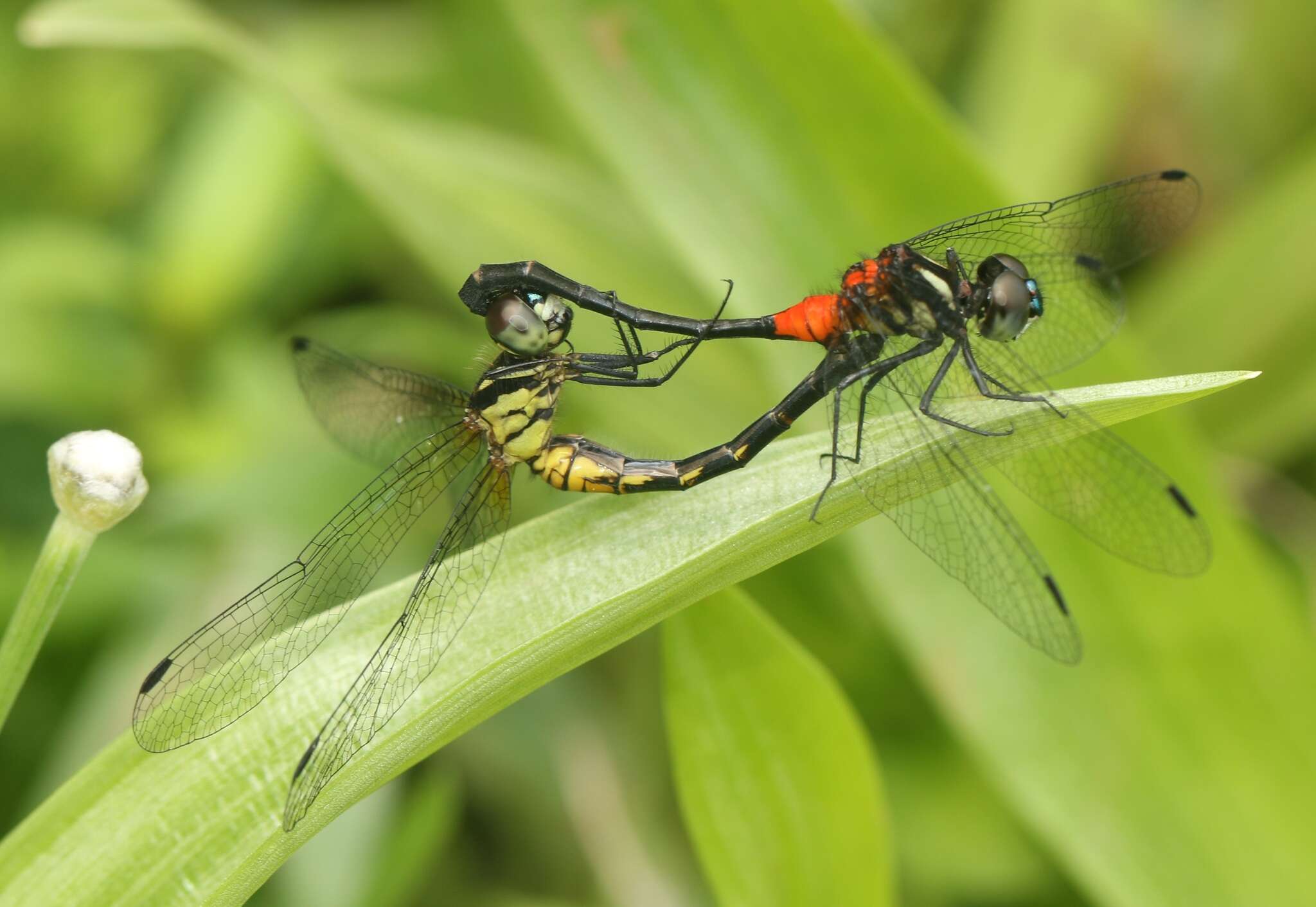 Imagem de Epithemis mariae (Laidlaw 1915)