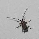 Image of Meton tropicus Pascoe 1862