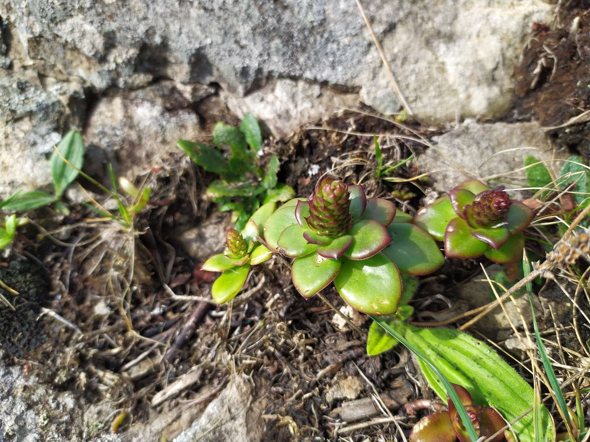 Image of Orostachys maximowiczii V. V. Byalt