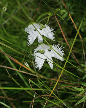 Sivun Pecteilis radiata (Thunb.) Raf. kuva