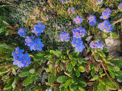 Plancia ëd Eritrichium nanum var. aretioides (Cham.) Herder