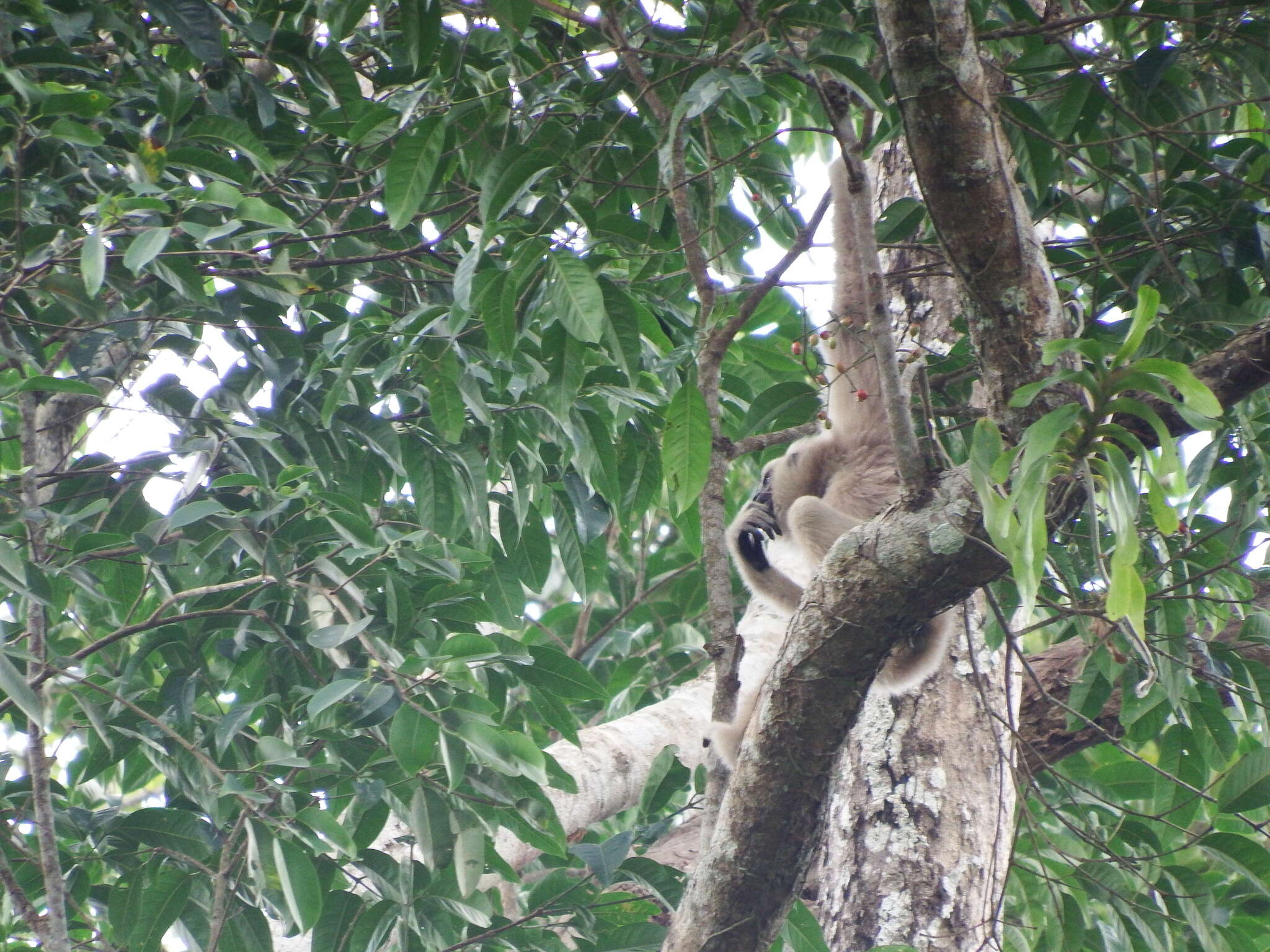 Image of Capped Gibbon