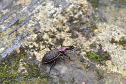 Image of Carabus (Coptolabrus) nankotaizanus Kano 1932