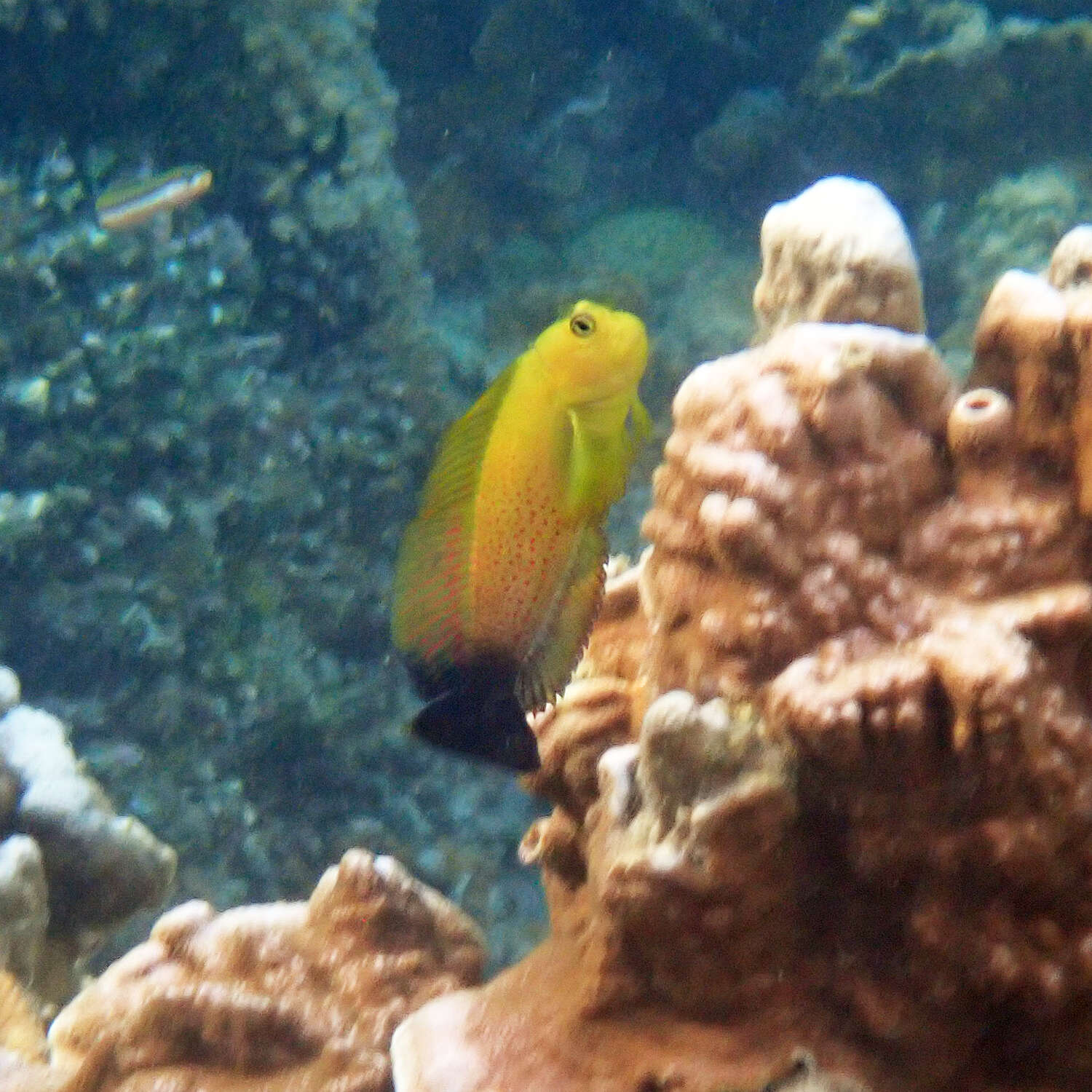 Image of Lady Musgrave blenny