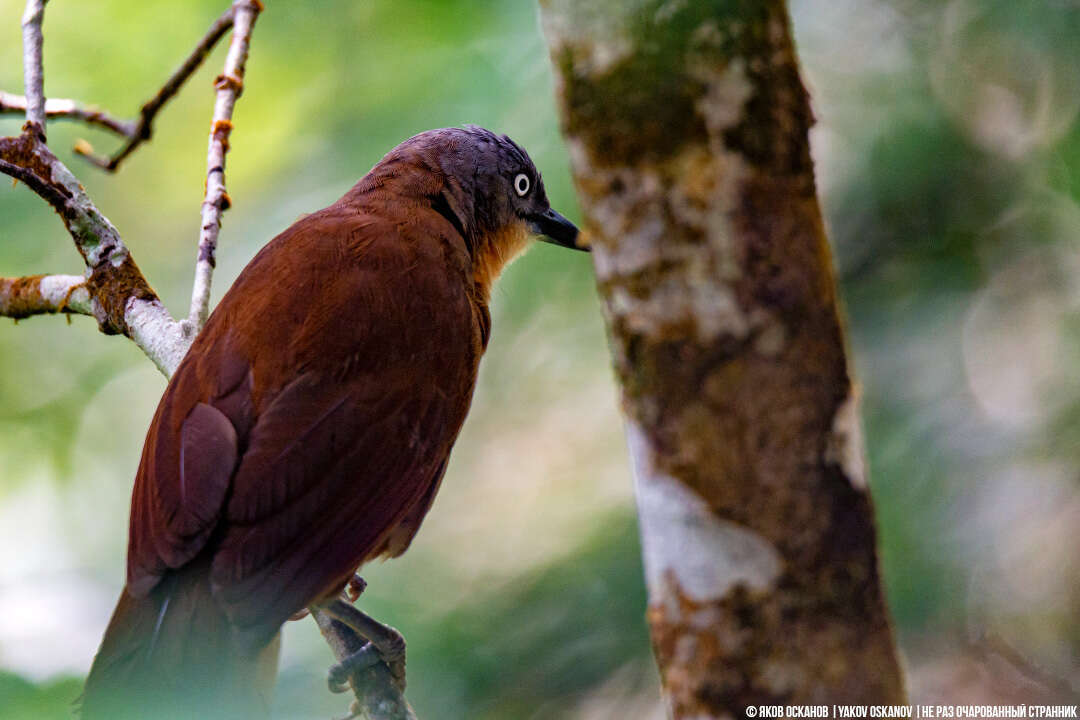 Image of Ashy-headed Laughingthrush