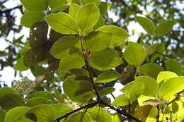 Image of Viburnum jucundum Morton