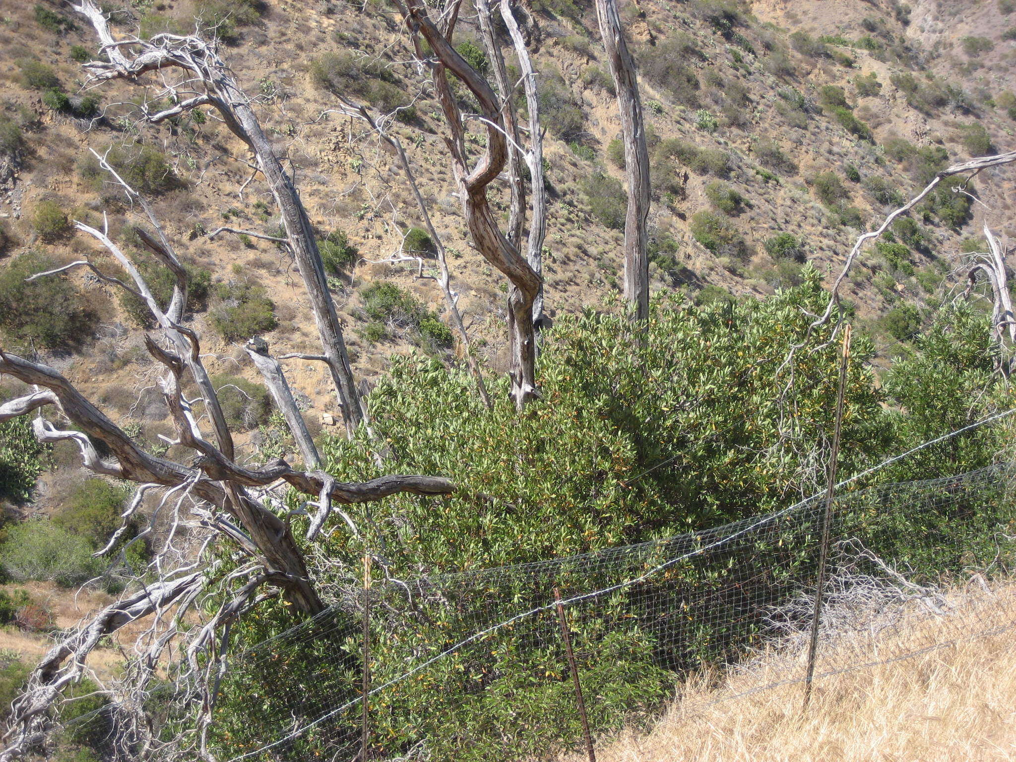 Image of Catalina ironwood