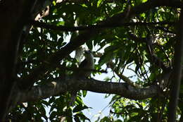 Image of Ceylon Grey-Hornbill