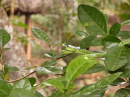 Image of Leptophis ahaetulla nigromarginatus (Günther 1866)