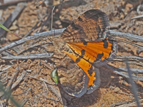 Image of Acanthovalva focularia