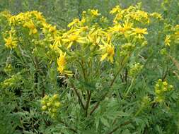 Image of Desert Ragwort