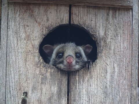 Image of Japanese Giant Flying Squirrel