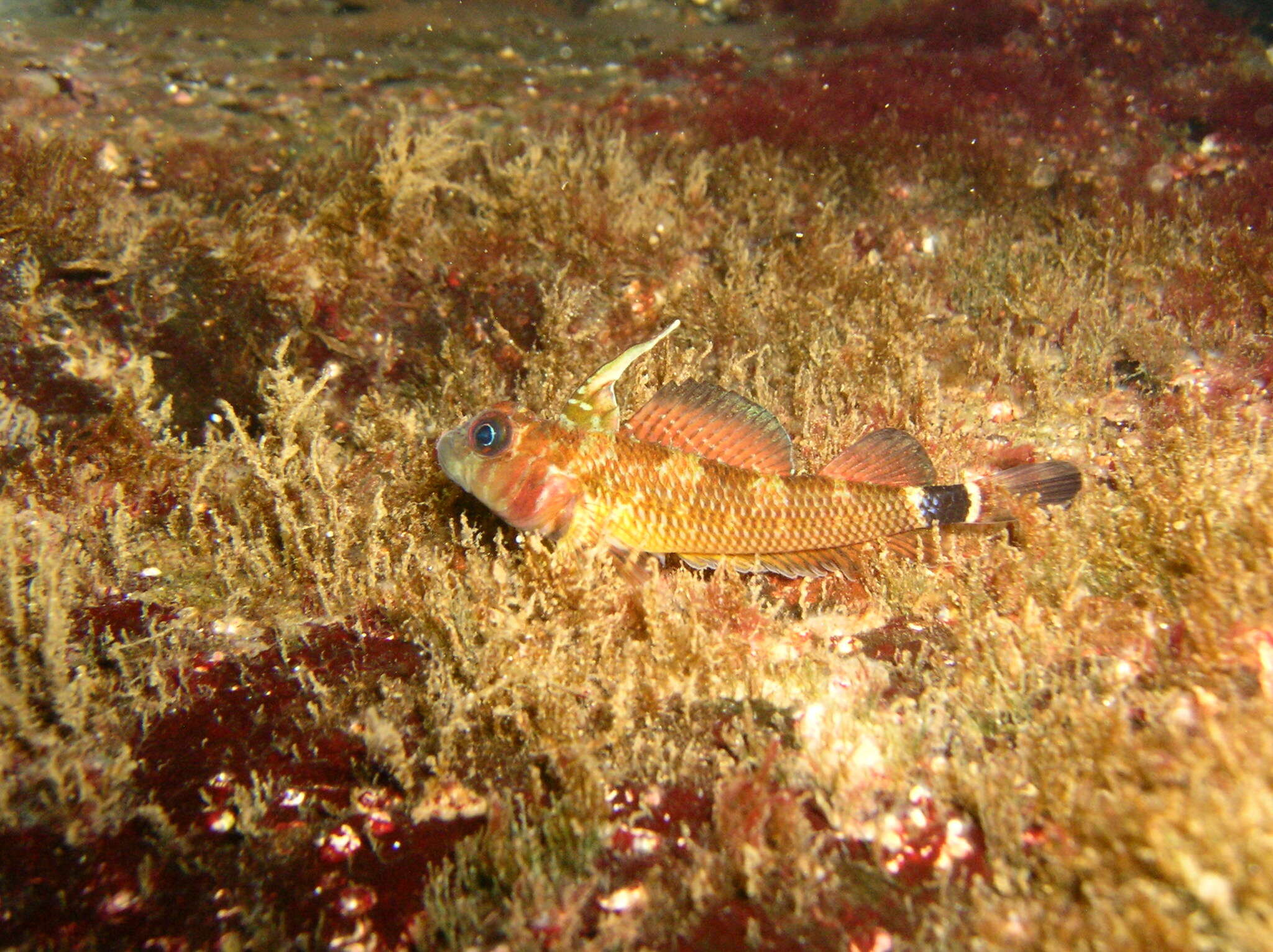 Image of Cunningham&#39;s triplefin