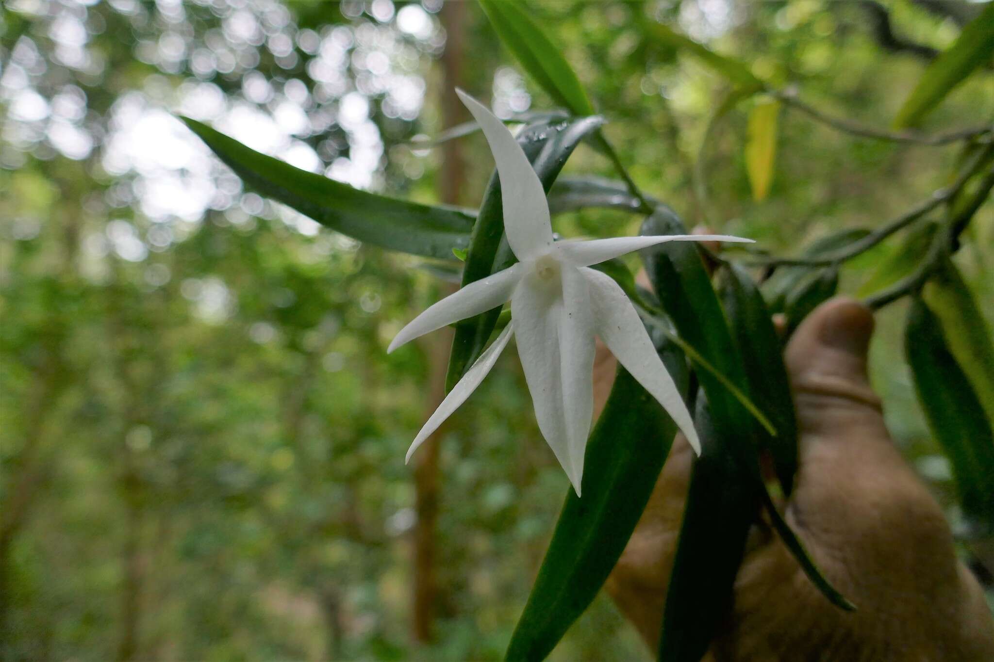 Image de Angraecum mauritianum (Poir.) Frapp.