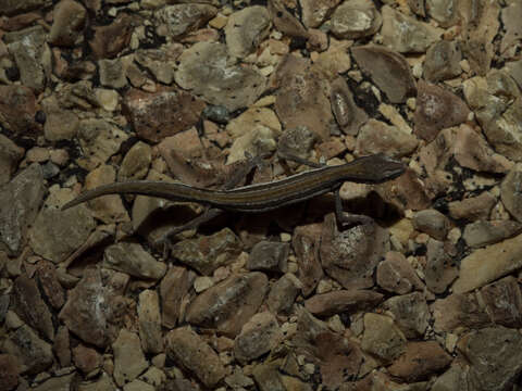 Image of Southern Phasmid Gecko