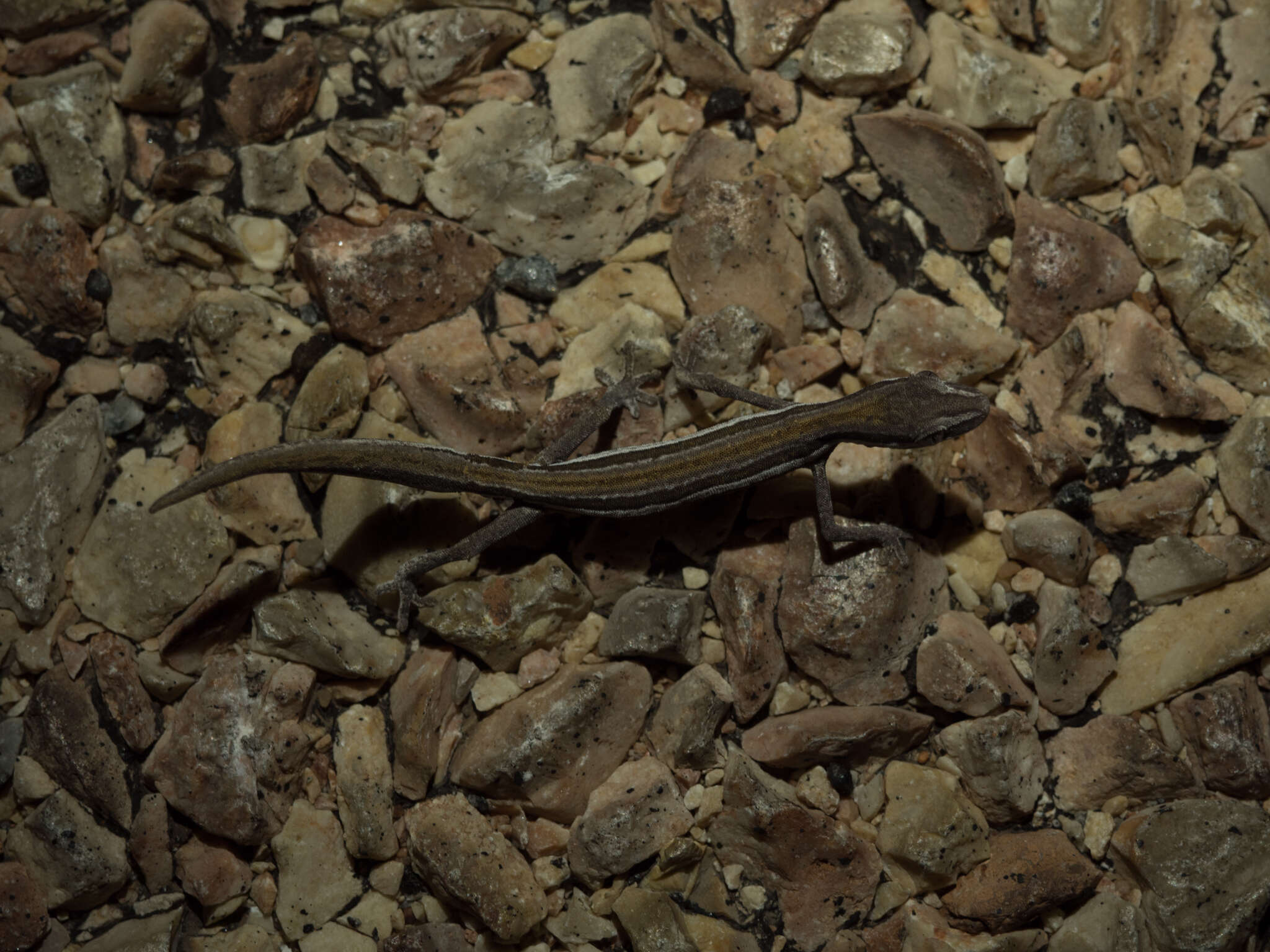 Image of Southern Phasmid Gecko